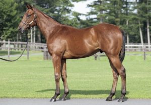 ［POG2020-2021］注目馬紹介～一口クラブ・キャロットファーム編～