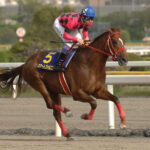 スマートファルコン〜地方交流に現れた絶対王者〜