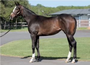 ［POG2020-2021］注目馬紹介～一口クラブ・シルクレーシング編～