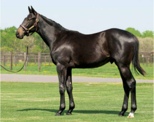 ［POG2020-2021］注目馬紹介～一口クラブ・東京サラブレッドクラブ編～