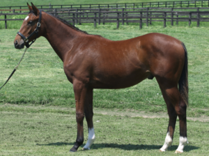 ［POG2020-2021］注目馬紹介～一口クラブ・広尾サラブレッド倶楽部編～