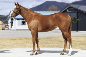 ［POG2020-2021］注目馬紹介～一口クラブ・ローレルレーシング編～