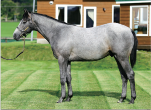 ［POG2020-2021］注目馬紹介～一口クラブ・大樹ファーム編～