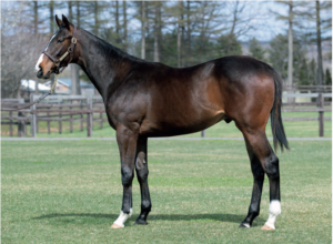 ［POG2020-2021］注目馬紹介～一口クラブ・サンデーレーシング編〔後編〕〜