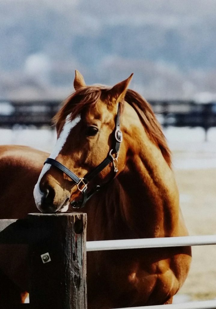 マヤノトップガン〜1996年・宝塚記念に見た「夢」〜 | ウマフリ | 競馬