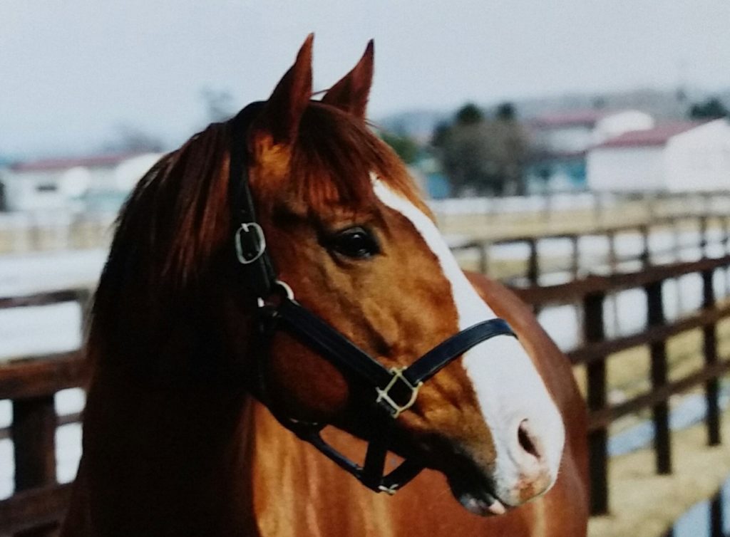 マヤノトップガン〜1996年・宝塚記念に見た「夢」〜 | ウマフリ | 競馬