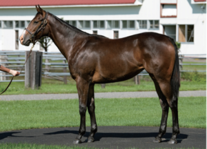 ［POG2020-2021］注目馬紹介～一口クラブ・グリーンファーム編～