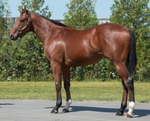 ［POG2020-2021］注目馬紹介～一口クラブ・YGGホースクラブ編～