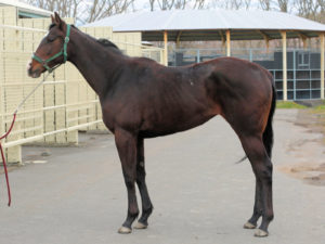 ［POG2020-2021］注目馬紹介～一口クラブ・ウインレーシング編～