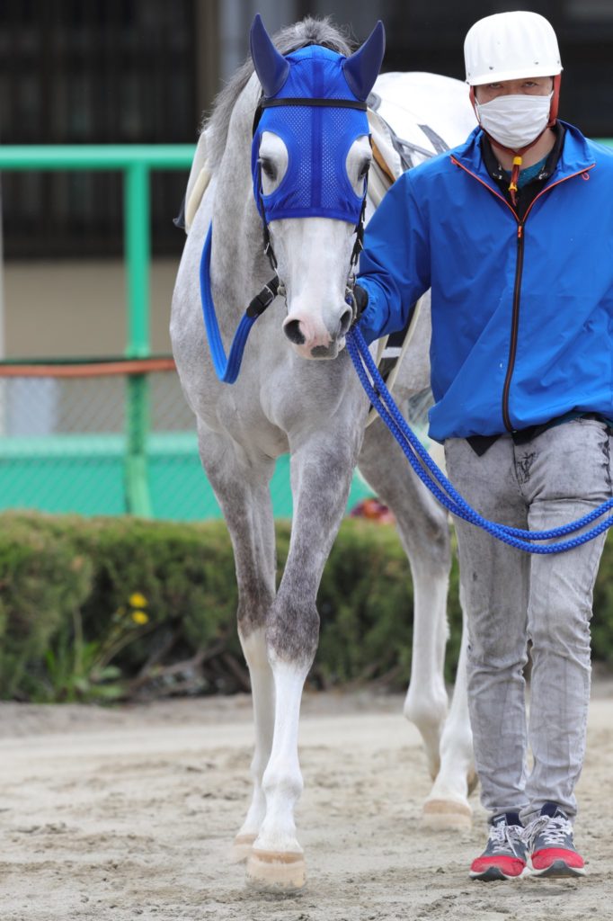 引退馬に新たな道を 競走馬再デビューへの支援 馬と歴史と未来の会 の取り組みとは 競馬コラム ニュース ウマフリ