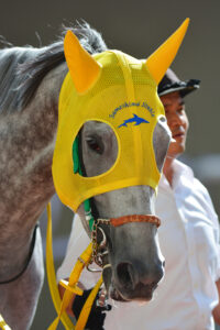 リトルゲルダ〜異系の血を持つ牝馬が夏の短距離界を席巻〜2014年・北九州記念〜