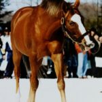 サッカーボーイ〜新時代の到来を予感させた屈指のスピードと瞬発力　1988年函館記念〜