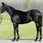 ［セレクトセール2020・1歳］亡きディープインパクトの産駒を巡る、熱き競り合いの結末は？