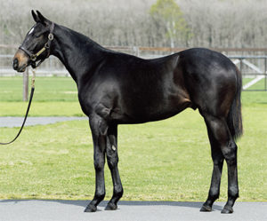 ［セレクトセール2020・1歳］亡きディープインパクトの産駒を巡る、熱き競り合いの結末は？