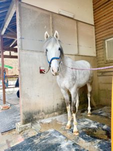 新しい引退馬支援を目指したい。『馬と歴史と未来の会』のサポーターズ制度とは？