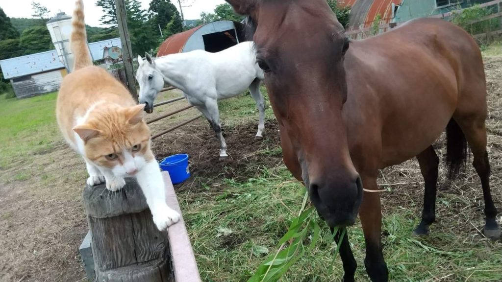 馬が合う猫 第1回 牧場にいる 癒し な猫たち 競馬コラム ニュース ウマフリ