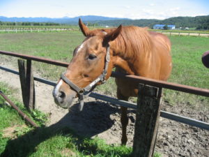 イクノディクタス〜鉄の女と呼ばれた名馬〜