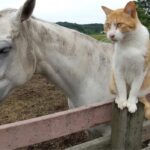 馬が合う猫〜第1回 牧場にいる"癒し"な猫たち〜
