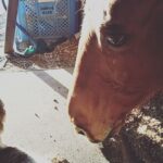 馬が合う猫〜第2回 馬の近くで働く!?猫たち〜
