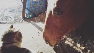馬が合う猫〜第2回 馬の近くで働く!?猫たち〜