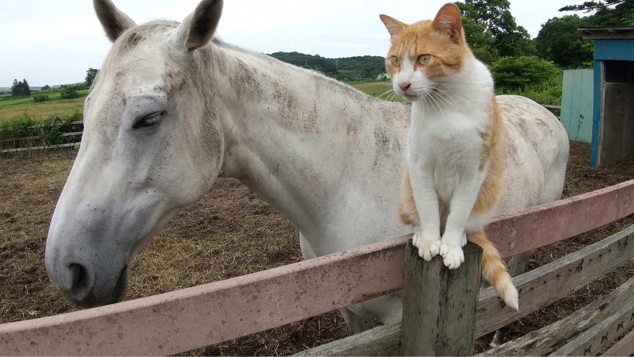 馬が合う猫〜第1回　牧場にいる"癒し"な猫たち〜