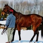 ［スワンS］スプリント王vsマイル女王、1400mでの決闘。 - 1994年スワンステークス・サクラバクシンオー