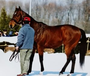 ［スワンS］スプリント王vsマイル女王、1400mでの決闘。 - 1994年スワンステークス・サクラバクシンオー