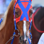 ［Rewind the race］最速駿馬～2014年・菊花賞～