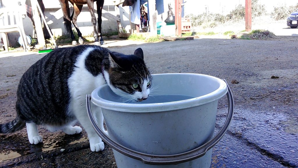 馬が合う猫 第3回 馬の近くで活躍する猫たち 競馬コラム ニュース ウマフリ