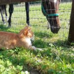 馬が合う猫〜第3回 馬の近くで活躍する猫たち〜