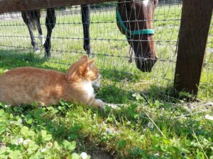 馬が合う猫〜第3回 馬の近くで活躍する猫たち〜