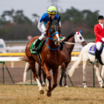 秋桜の咲く頃に〜2011年・福島記念〜