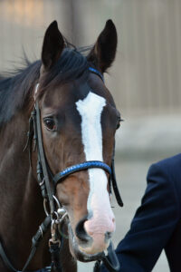"GⅠへの登竜門"の真骨頂〜2013年・東京スポーツ杯2歳ステークス〜