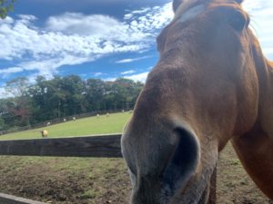 語り継がれる最強マイラー〜タイキシャトルが繋ぐ引退馬の支援〜