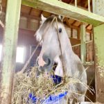 ［引退馬支援］クラウドファンディング達成と、これから目指す『馬の未来』