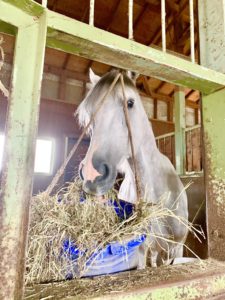 ［引退馬支援］クラウドファンディング達成と、これから目指す『馬の未来』