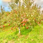 ［引退馬支援］馬ふん堆肥を広めるために、りんごの木を共同所有。