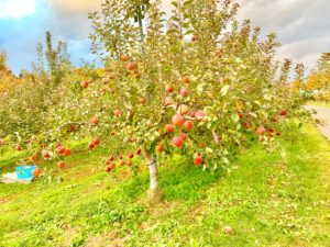 ［引退馬支援］馬ふん堆肥を広めるために、りんごの木を共同所有。