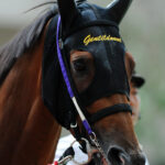 ［Rewind the race］三冠激突〜2012年・ジャパンカップ〜