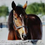 京成杯］中山2000mから春のG1戦線へ。飛躍を遂げた名馬たちを