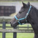 黒鹿毛の2歳王者・ゴスホークケン