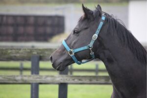 黒鹿毛の2歳王者・ゴスホークケン