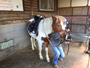 ホースセラピー講習会の開催で得た手応え。