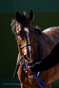 ディーマジェスティ〜「一勝より一生」で繋がった命と数々の勲章〜