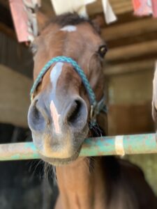 その旅程は砂上に刻まれた~シルクメビウス・2010年東海ステークス〜