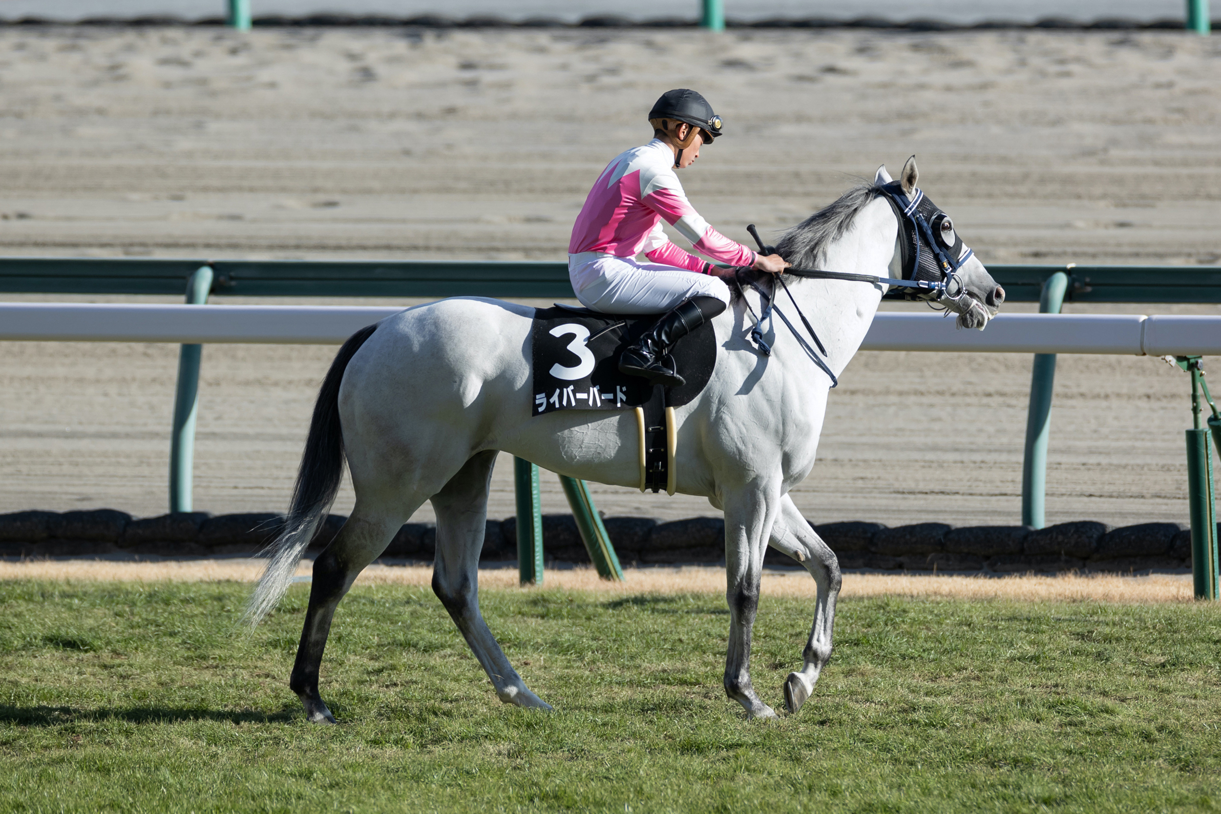 種牡馬・血統紹介］確かなスピードを感じさせる、ザファクター