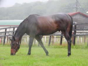 老雄の進撃～アサカディフィート・ 2008年 小倉大賞典～