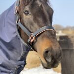 ［インタビュー］最強の1勝馬・エタリオウが、ヴェルサイユFに来た理由。