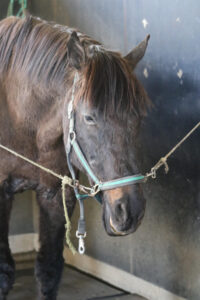 ヒシマサル〜外国からきた、「2代目」が歩んだ道〜