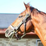 ［種牡馬・血統紹介］史上最多の『砂の冠』コパノリッキー